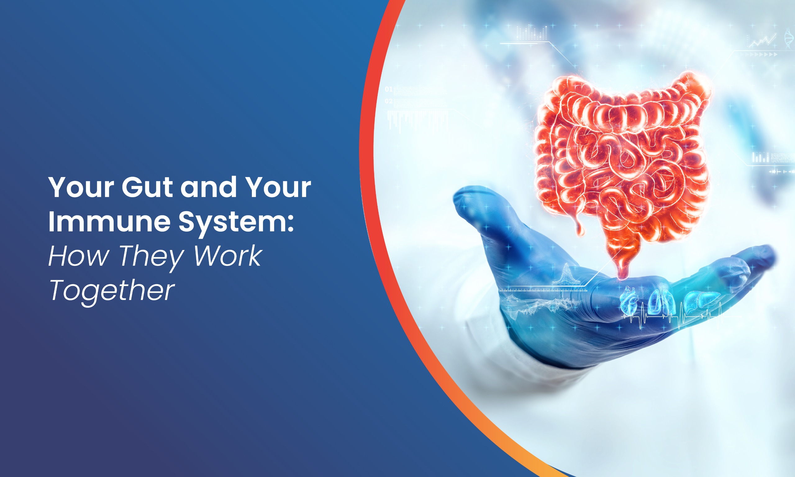 You’re Gut and Your Immune System: How They Work Together